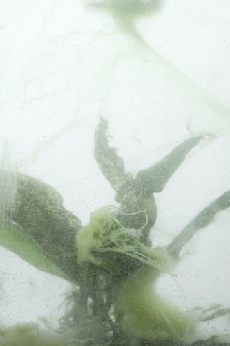 NATURE LINE - NECKLACE - AB_NL_N2